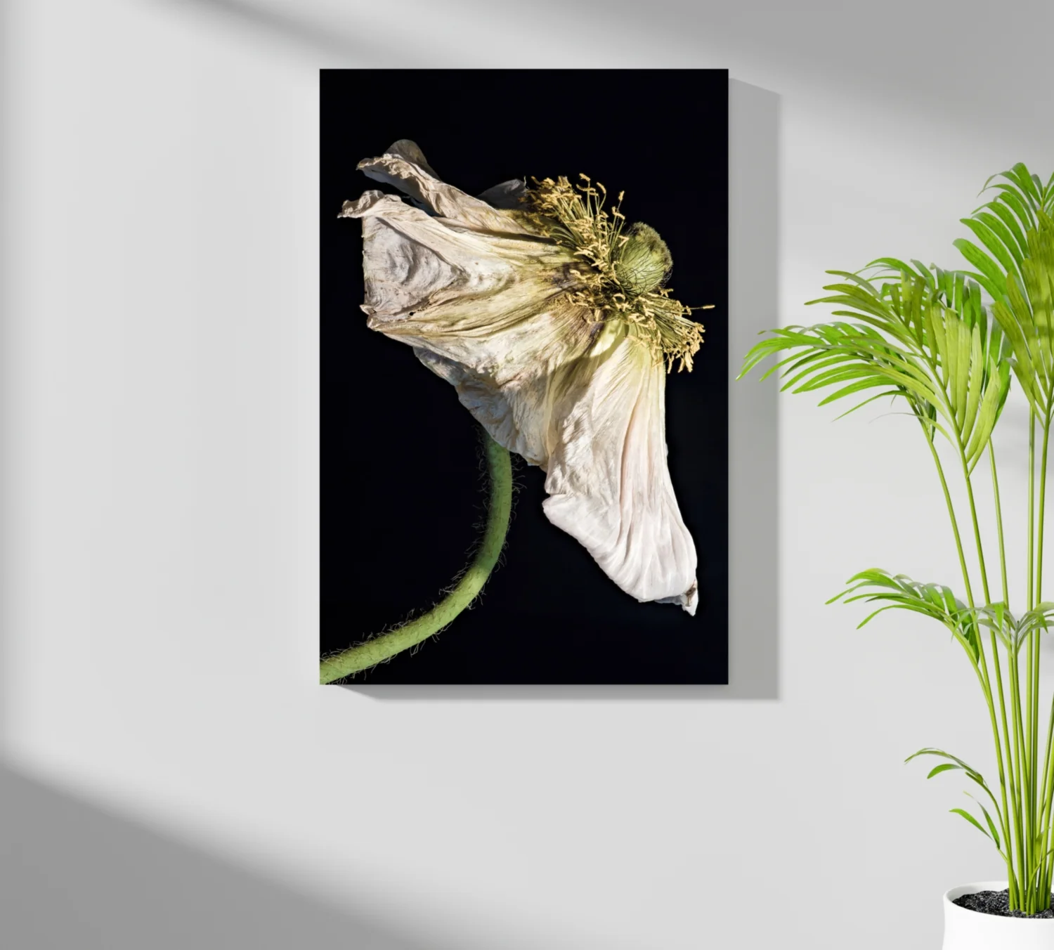 Flower Aluminum Print - Image 7