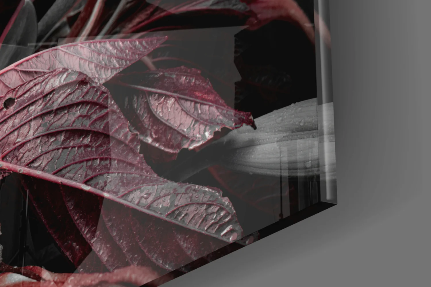 Crimson Dewy Lilies on Black Glass Wall Art - Image 7