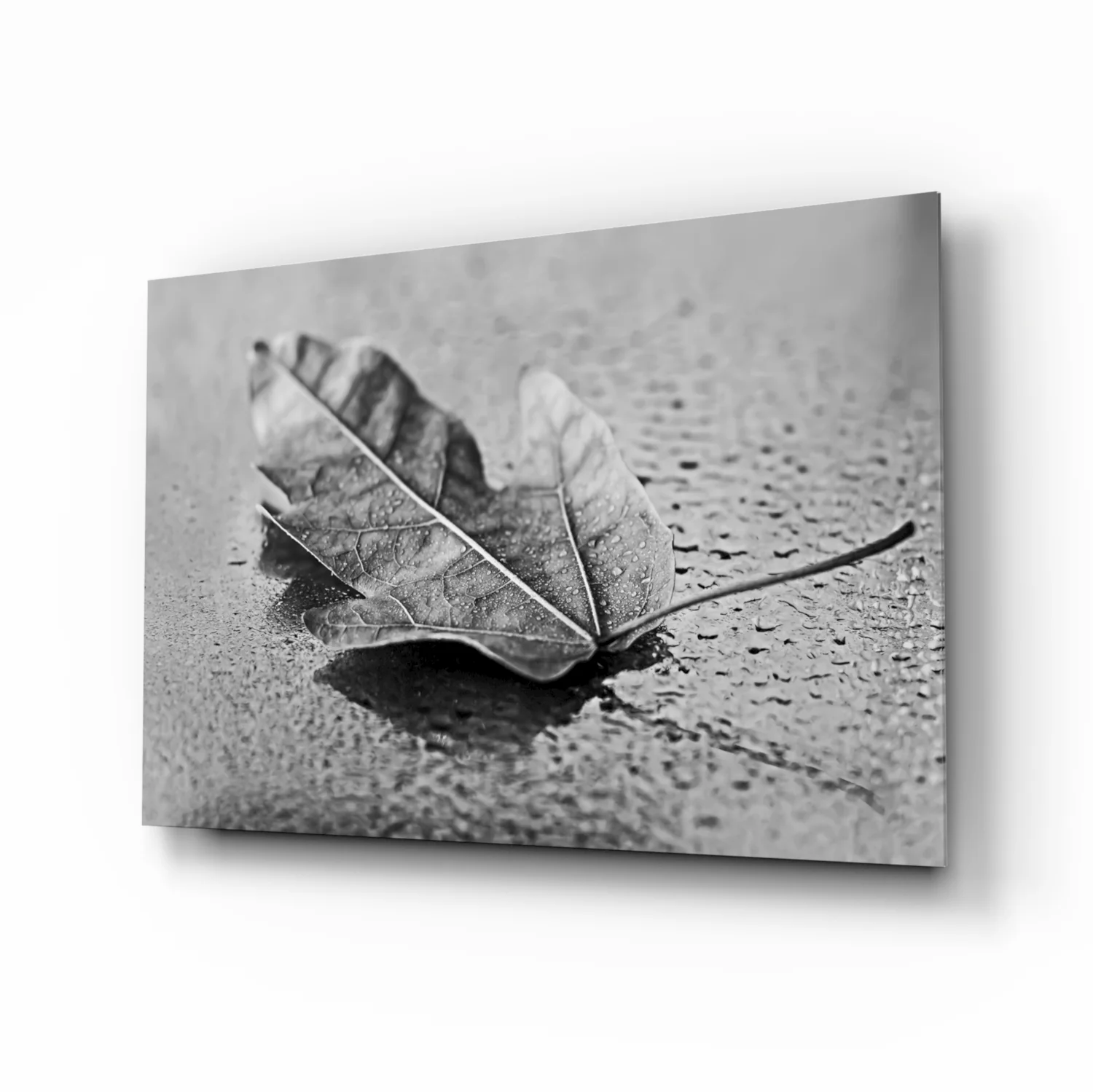 Curled Dry Leaf Monochrome Glass Wall Art - Image 2