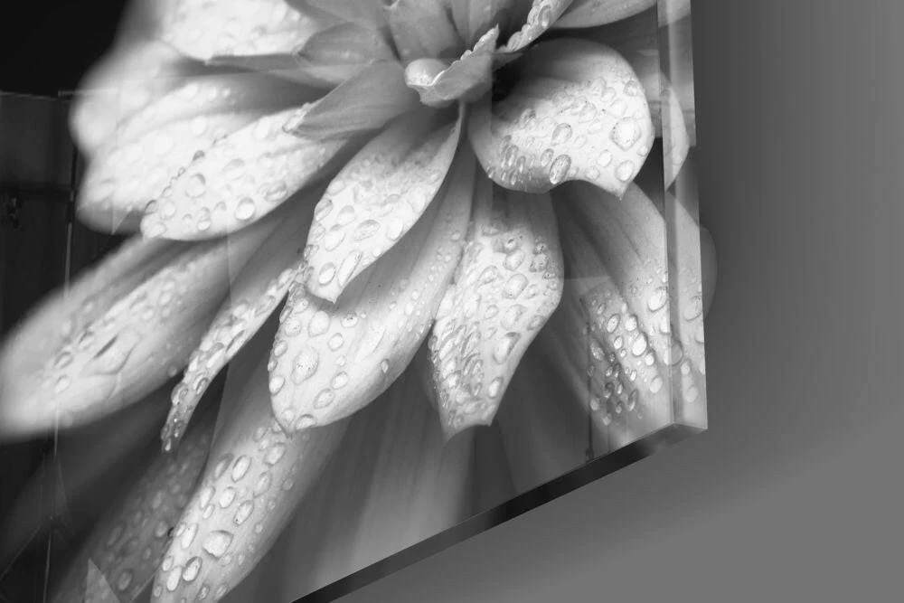 Dewy Monochrome Dahlia Glass Wall Art - Image 4