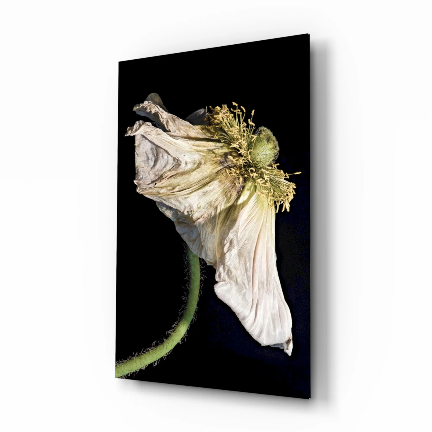 Dried White Poppy Stem Glass Wall Art - Image 2