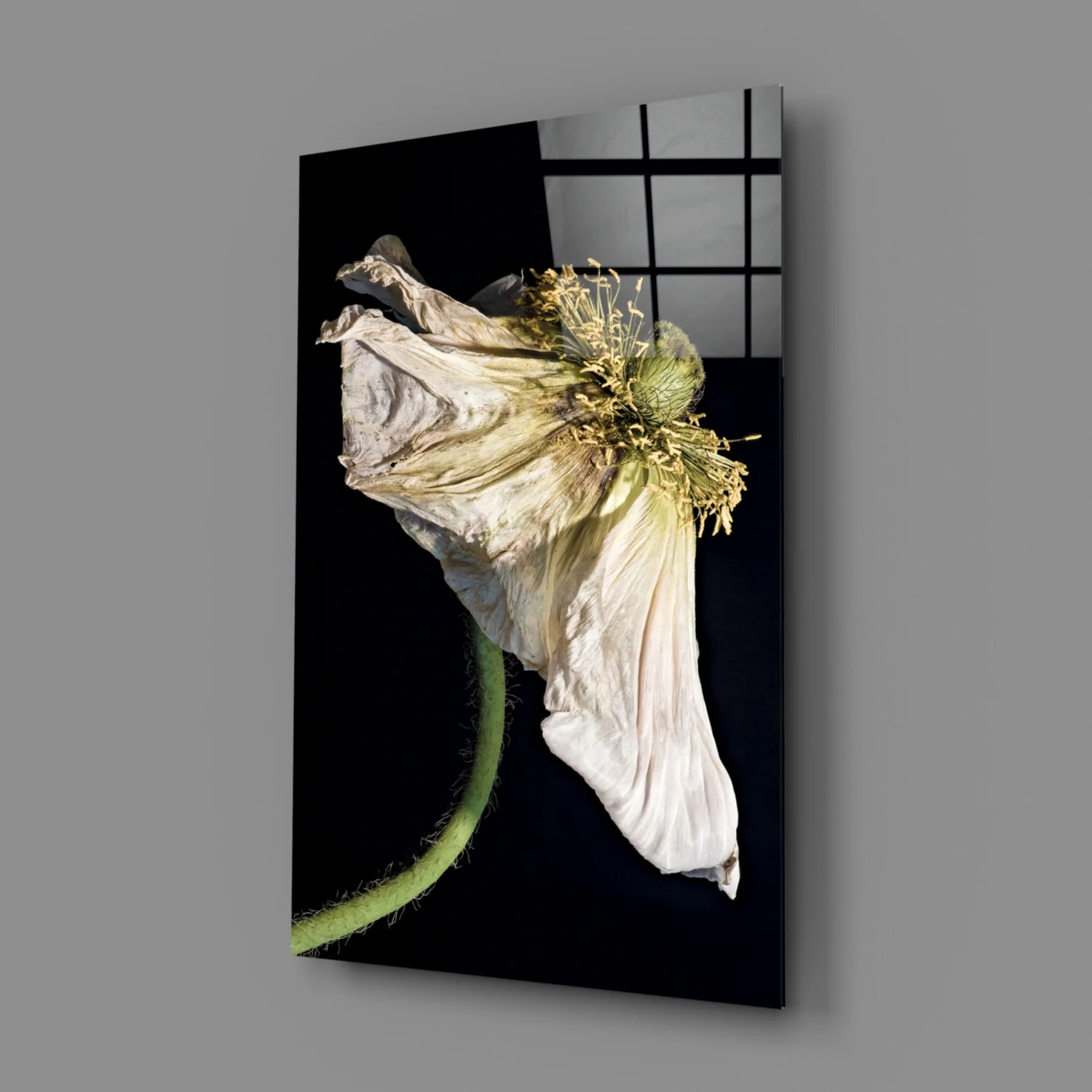 Dried White Poppy Stem Glass Wall Art - Image 3