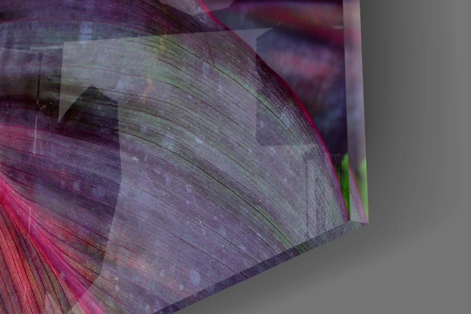 Magenta Cordyline Leaves Glass Wall Art - Image 7