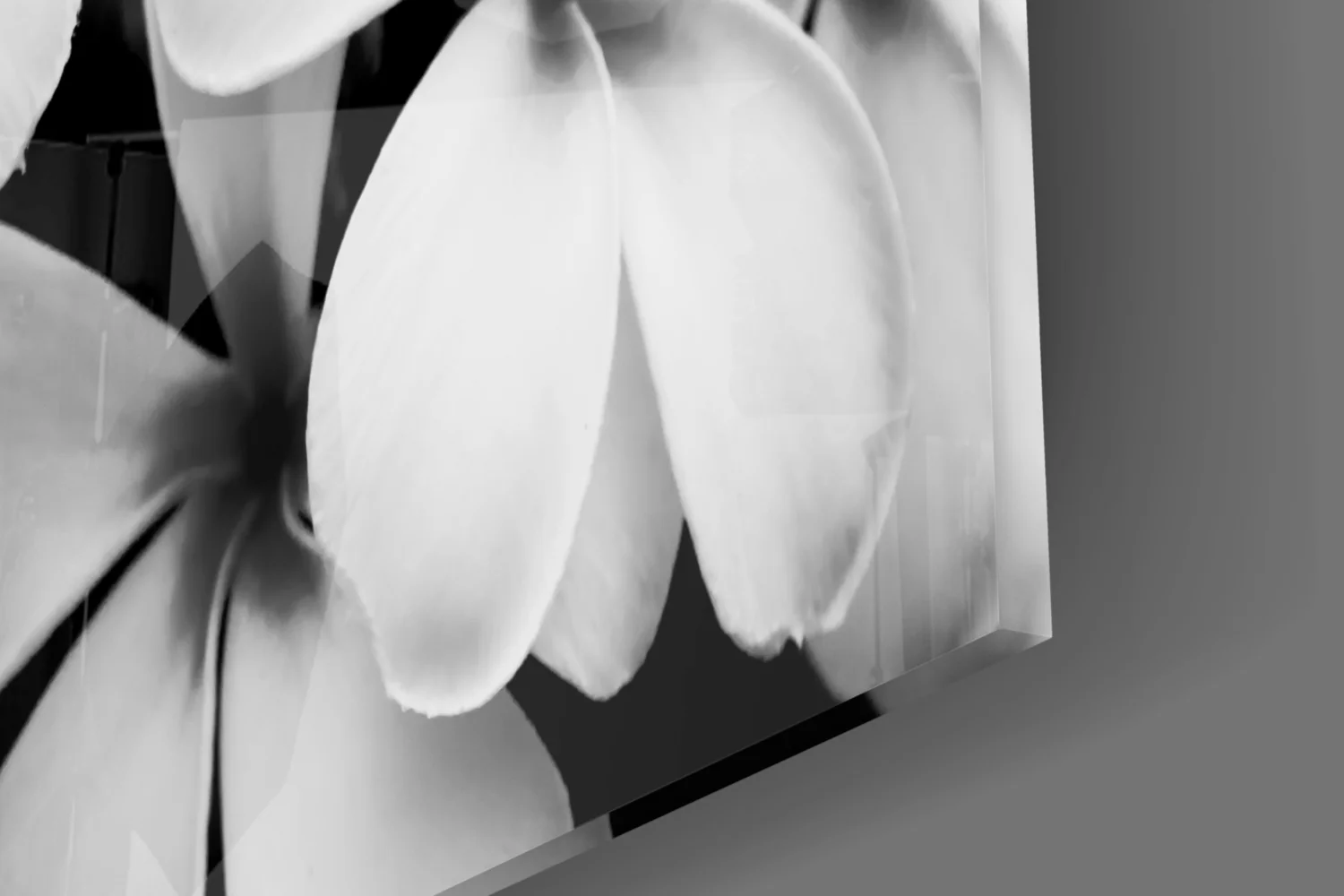 Monochrome Plumeria Cluster Glass Wall Art - Image 8