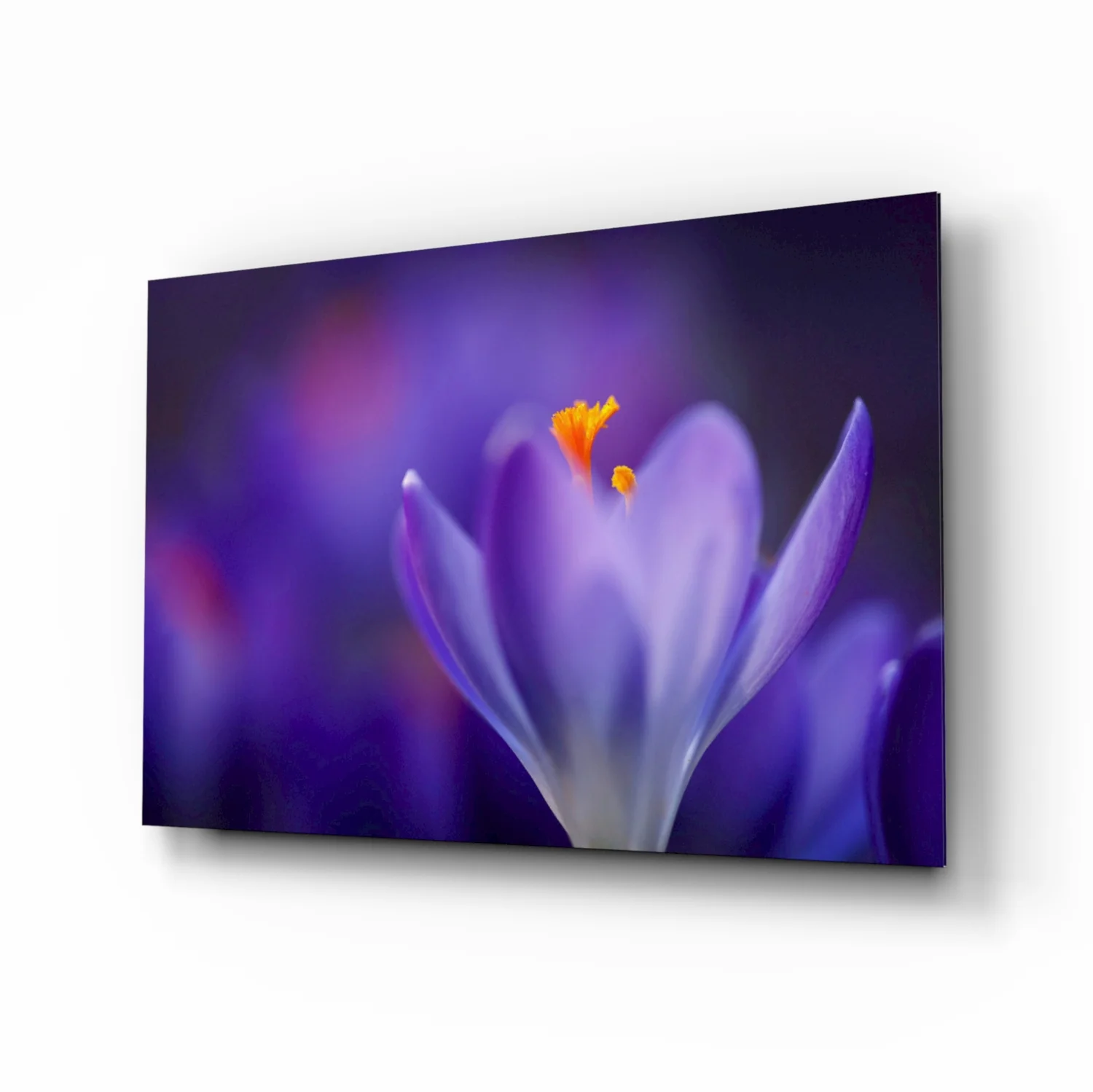 Purple Crocus Bloom Glass Wall Art - Image 2