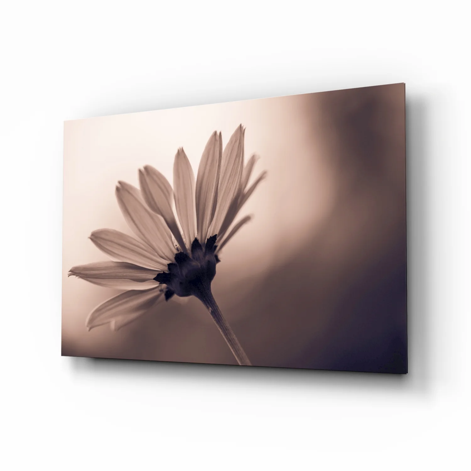 Sepia Backlit Daisy Silhouette Glass Wall Art - Image 2