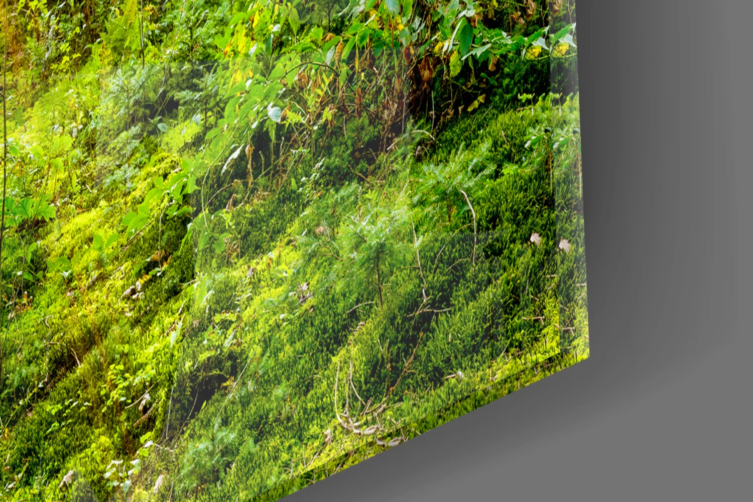 Sunrays Through Forest Trees Glass Wall Art - Image 8